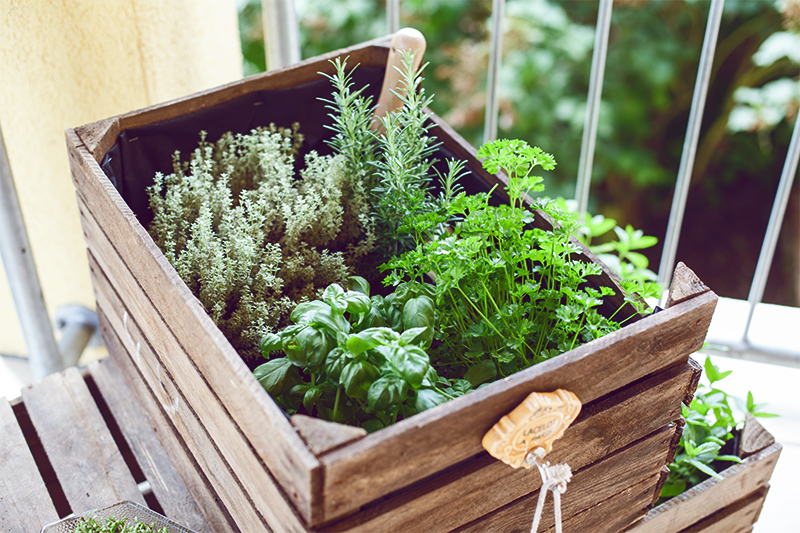 krautergarten-balkon-weinkisten-diy-always-like-a-feather-07